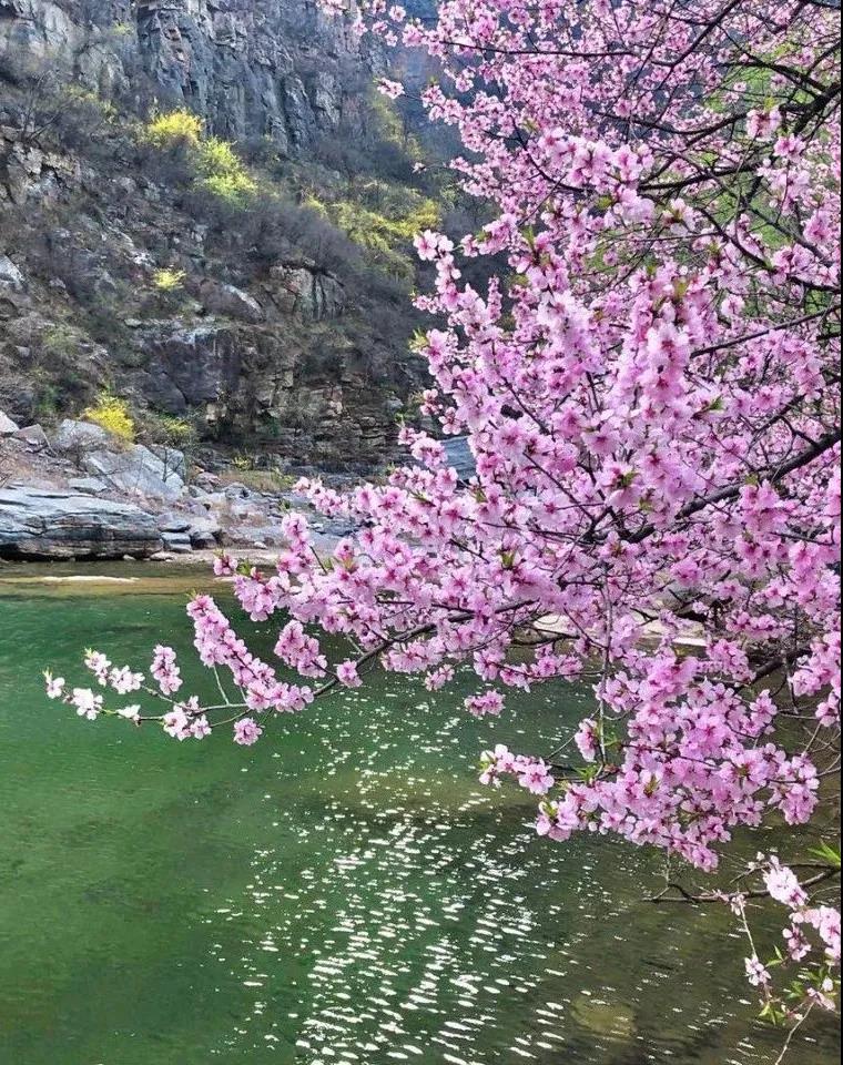 新乡南太行 |人间四月芳菲尽，赏花踏青南太行！