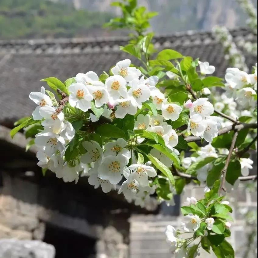 新乡南太行 |人间四月芳菲尽，赏花踏青南太行！