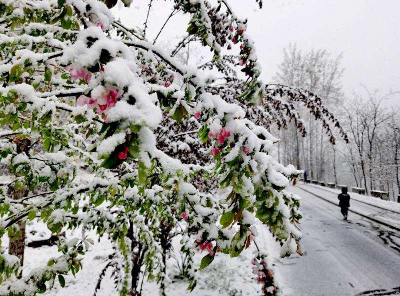 最美人间四月天，万仙山邂逅桃花雪，惊艳了整个春天！