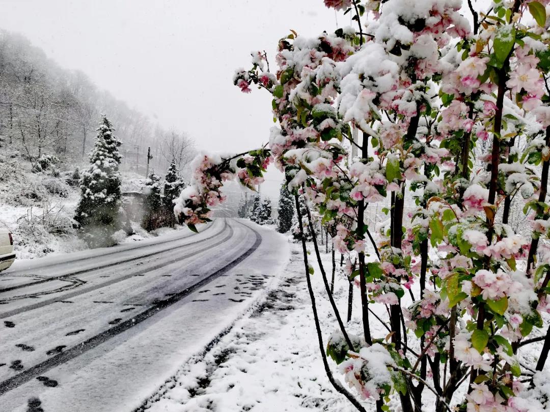最美人间四月天，万仙山邂逅桃花雪，惊艳了整个春天！