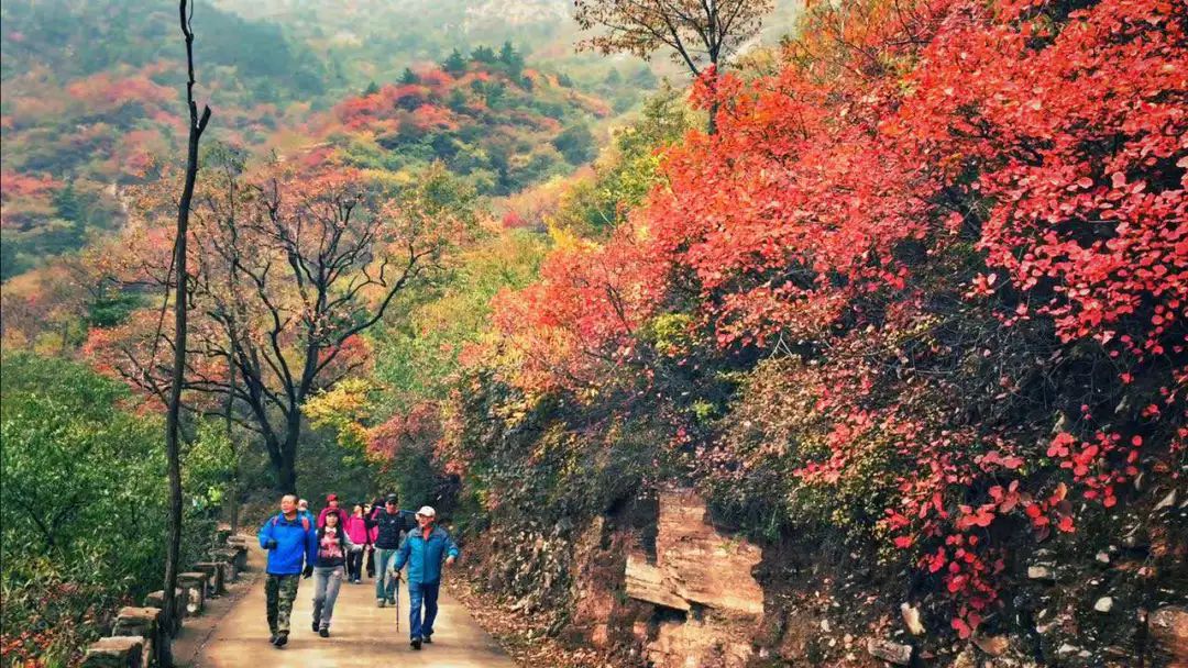 又是赏秋好时节|秋子送风凉，青山上红妆~