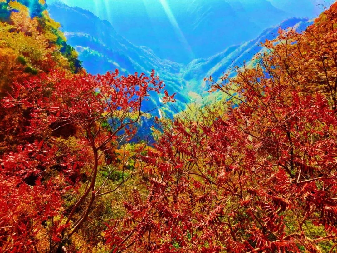 红叶满天下，新乡南太行，天界山欢迎你！