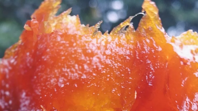 新乡南太行的盛“柿”美味，记忆中那被冻住的甜蜜味道。