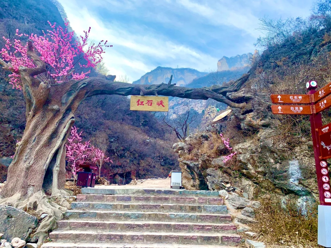 牛“趣”十足！新乡南太行景区趣乐无穷，就地过年年味浓！