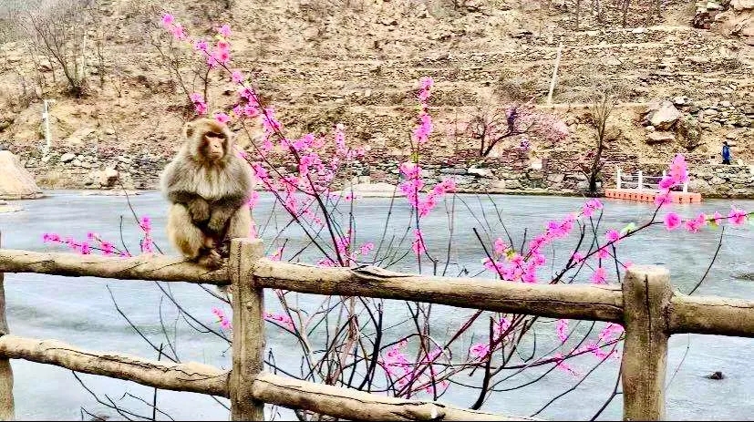 牛“趣”十足！新乡南太行景区趣乐无穷，就地过年年味浓！