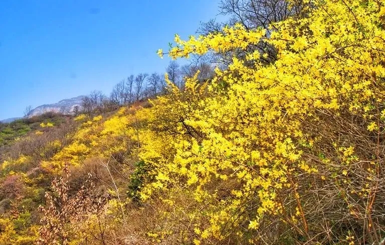 抓住免票活动的小尾巴，趁春暖花开来一场愉快的春游吧！