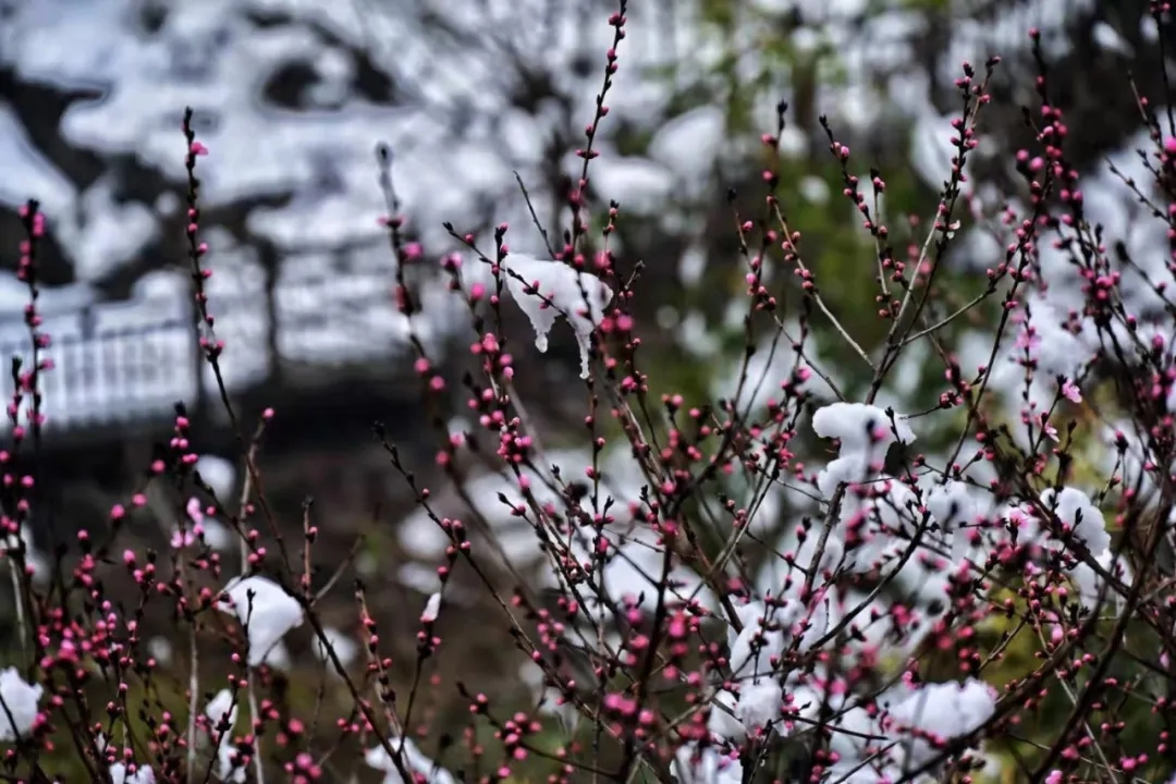 当春天遇上雪|一起来观赏新乡南太行旅游景区别样的美！(免票活动最后四天）