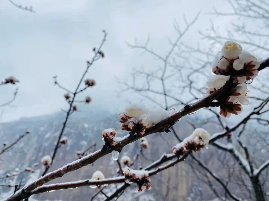 当春天遇上雪|一起来观赏新乡南太行旅游景区别样的美！(免票活动最后四天）