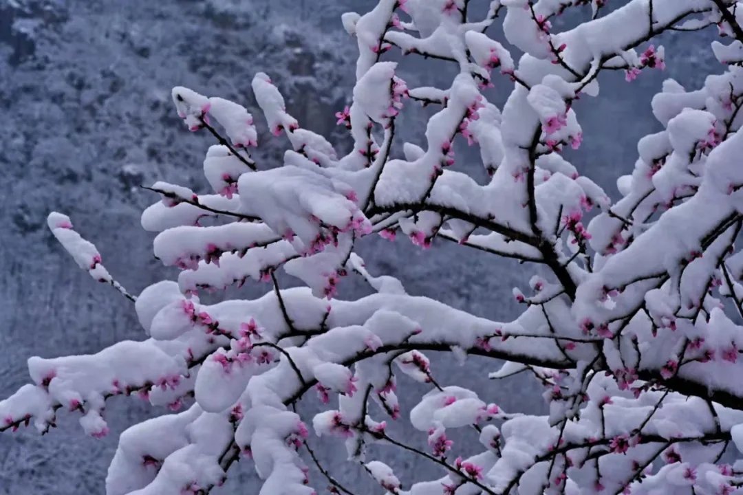 当春天遇上雪|一起来观赏新乡南太行旅游景区别样的美！(免票活动最后四天）