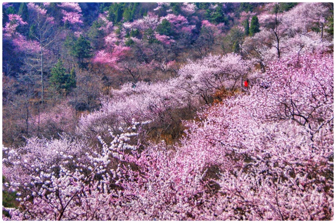 【3月女神福利】女士免门票！男士门票半价！漫漫山桃林等你来拥抱春天~