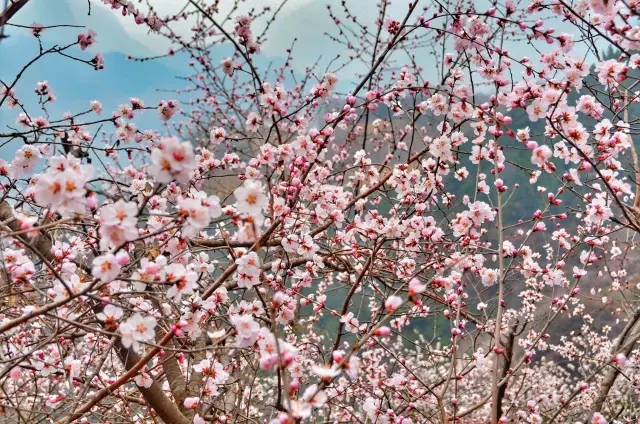 【3月女神福利】女士免门票！男士门票半价！漫漫山桃林等你来拥抱春天~