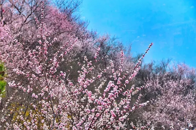 【3月女神福利】女士免门票！男士门票半价！漫漫山桃林等你来拥抱春天~