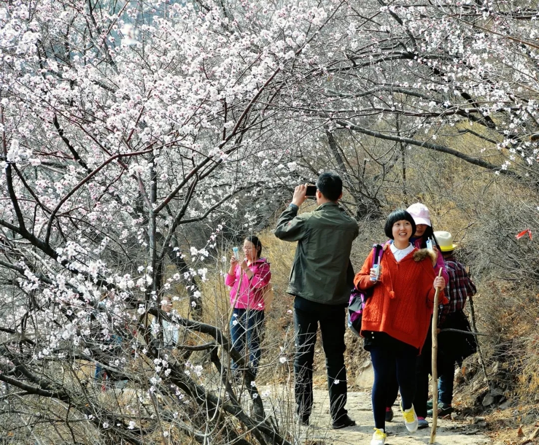 【3月女神福利】女士免门票！男士门票半价！漫漫山桃林等你来拥抱春天~