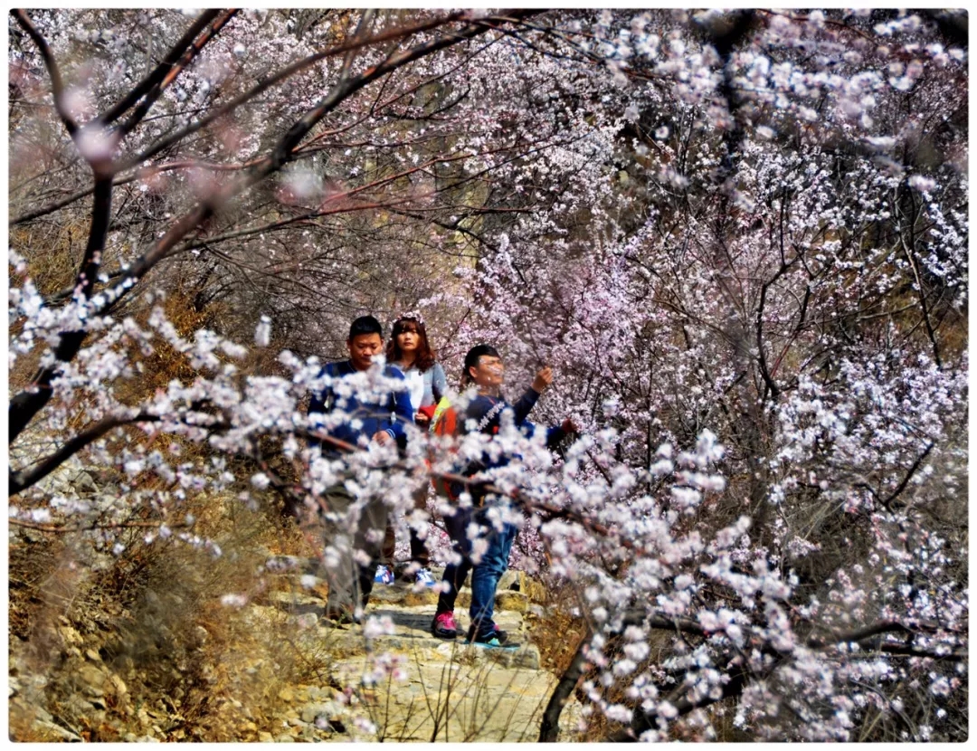 【3月女神福利】女士免门票！男士门票半价！漫漫山桃林等你来拥抱春天~