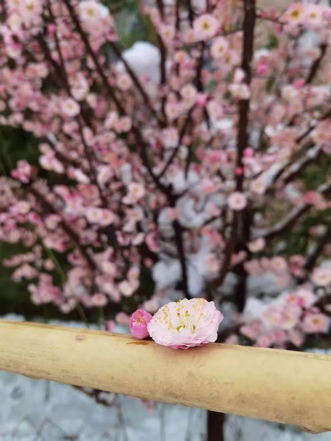 春雨如烟，春意渐浓|春雨邂逅新乡南太行，美如仙境！