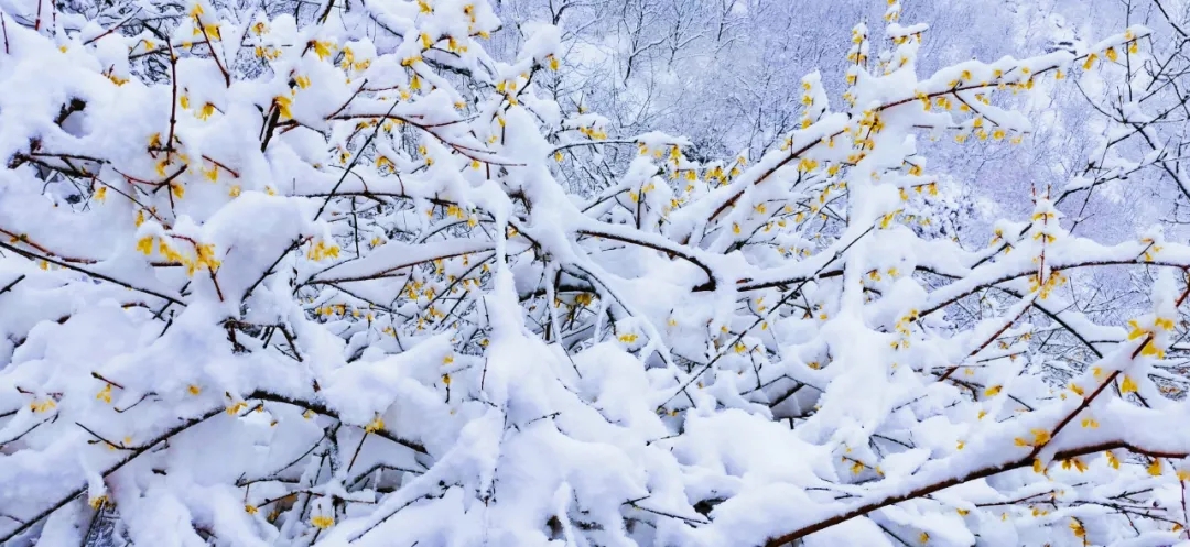 初春遇初雪，走进新乡南太行，共赏春日繁华！