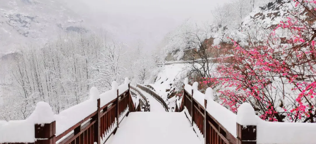 初春遇初雪，走进新乡南太行，共赏春日繁华！