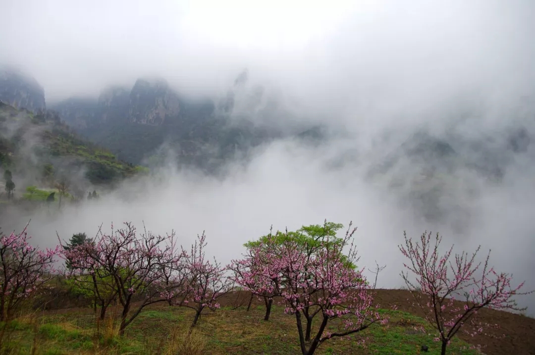 新乡南太行|春雨滋生一抹绿，唤醒漫山桃花红！