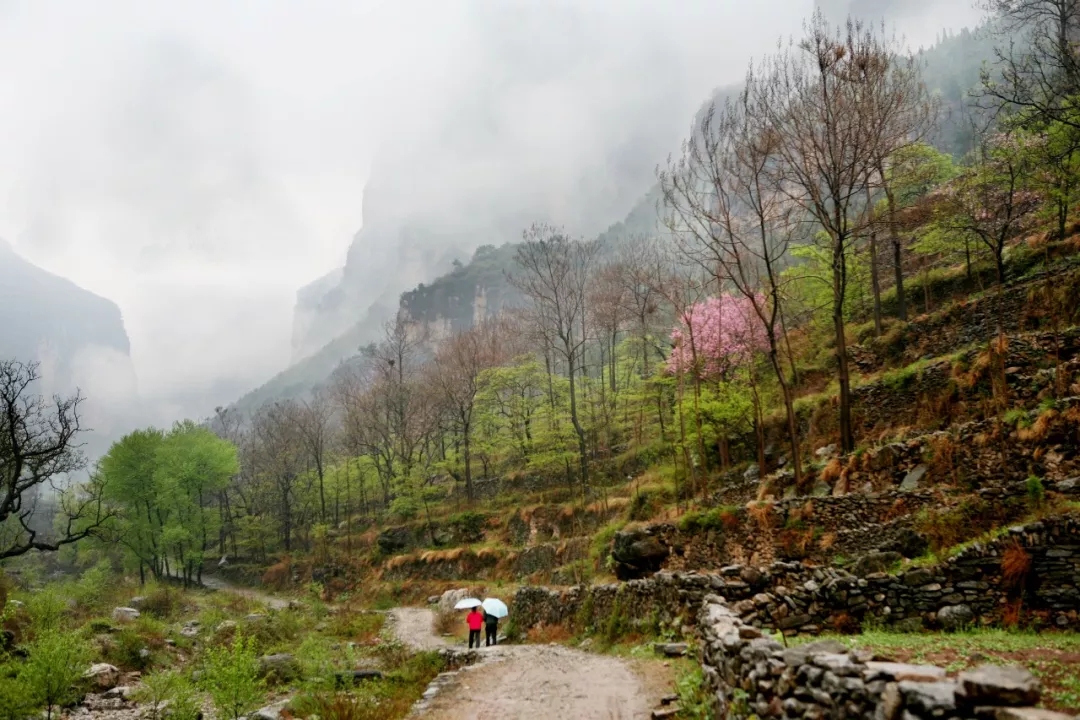 新乡南太行|春雨滋生一抹绿，唤醒漫山桃花红！