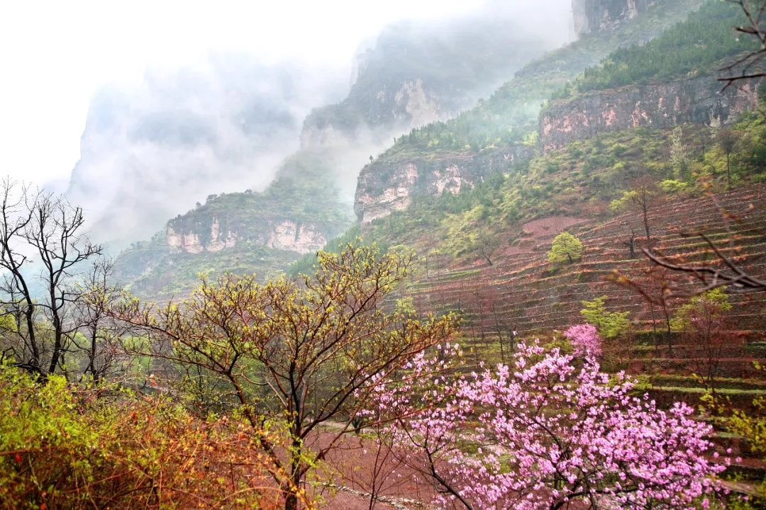 新乡南太行|春雨滋生一抹绿，唤醒漫山桃花红！