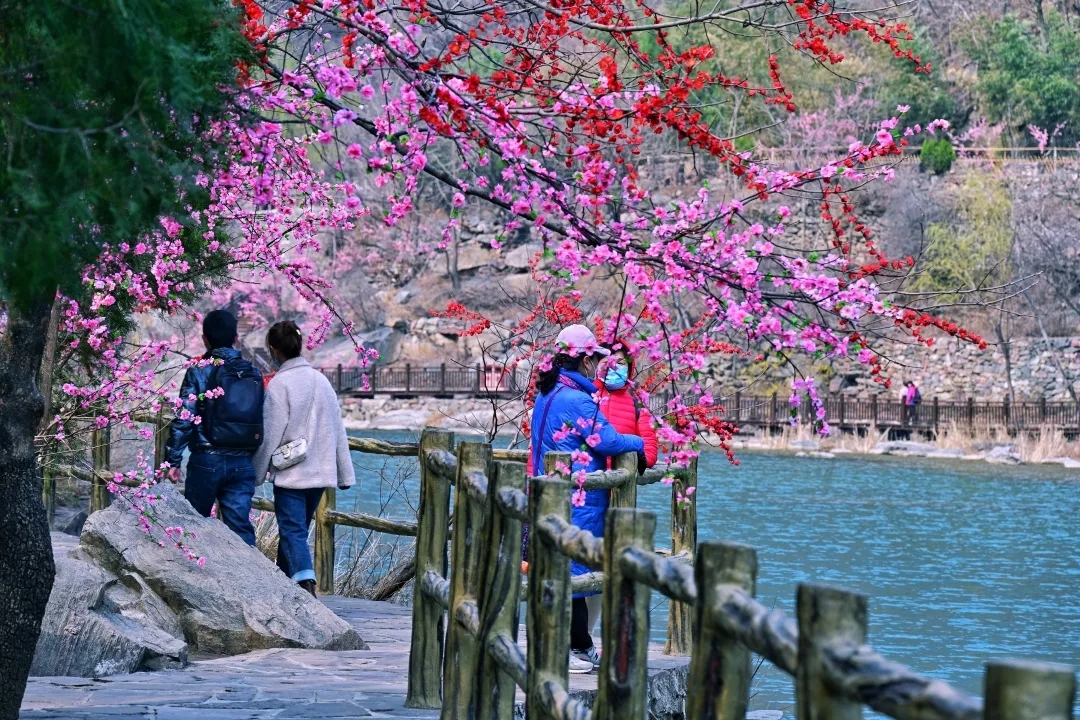 三八女神节所有女士免门票！当桃花遇上连翘，快和她一起来踏春赏花吧！