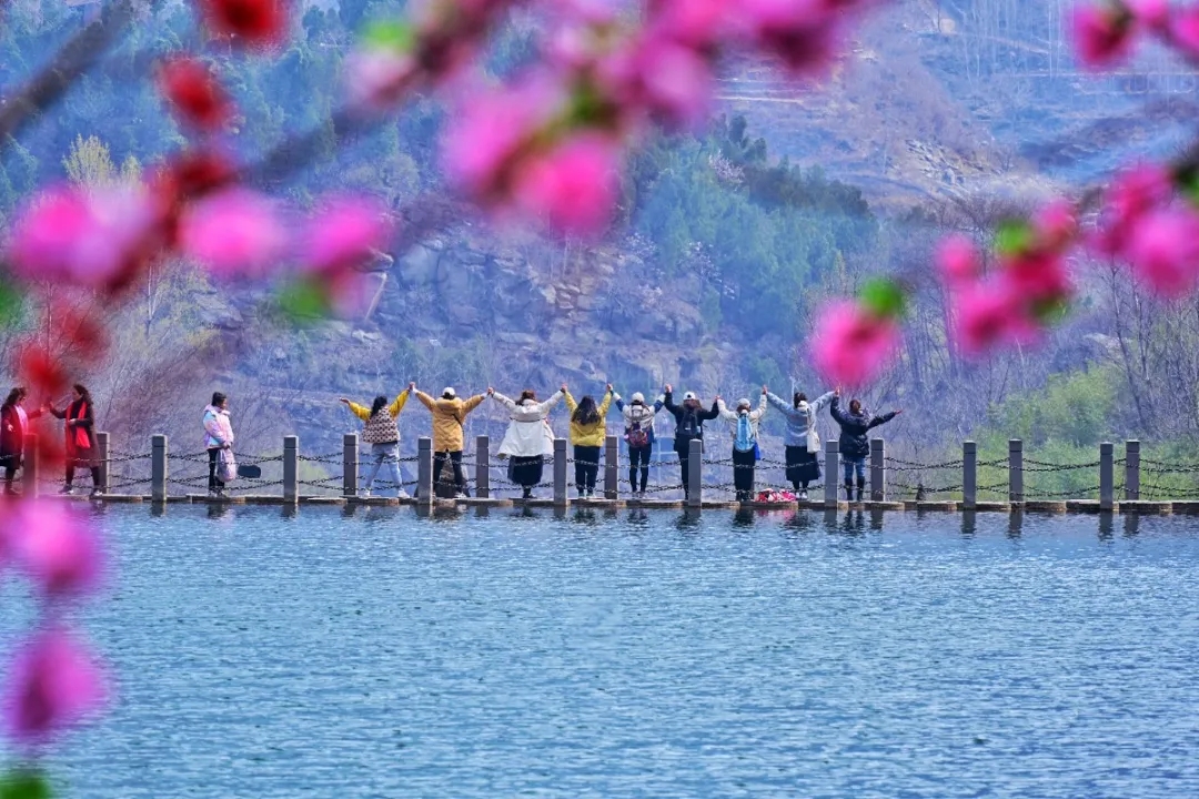 三八女神节所有女士免门票！当桃花遇上连翘，快和她一起来踏春赏花吧！