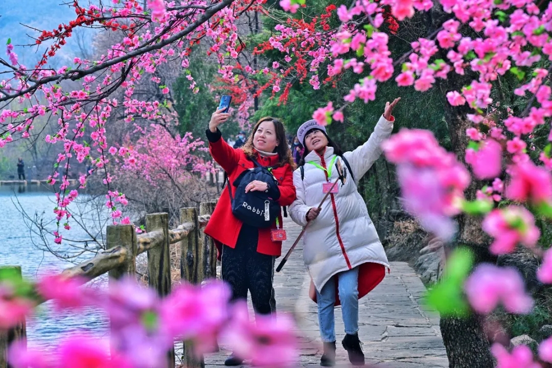 三八女神节所有女士免门票！当桃花遇上连翘，快和她一起来踏春赏花吧！