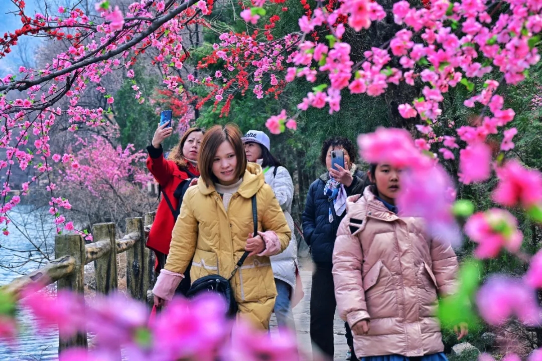 三八女神节所有女士免门票！当桃花遇上连翘，快和她一起来踏春赏花吧！