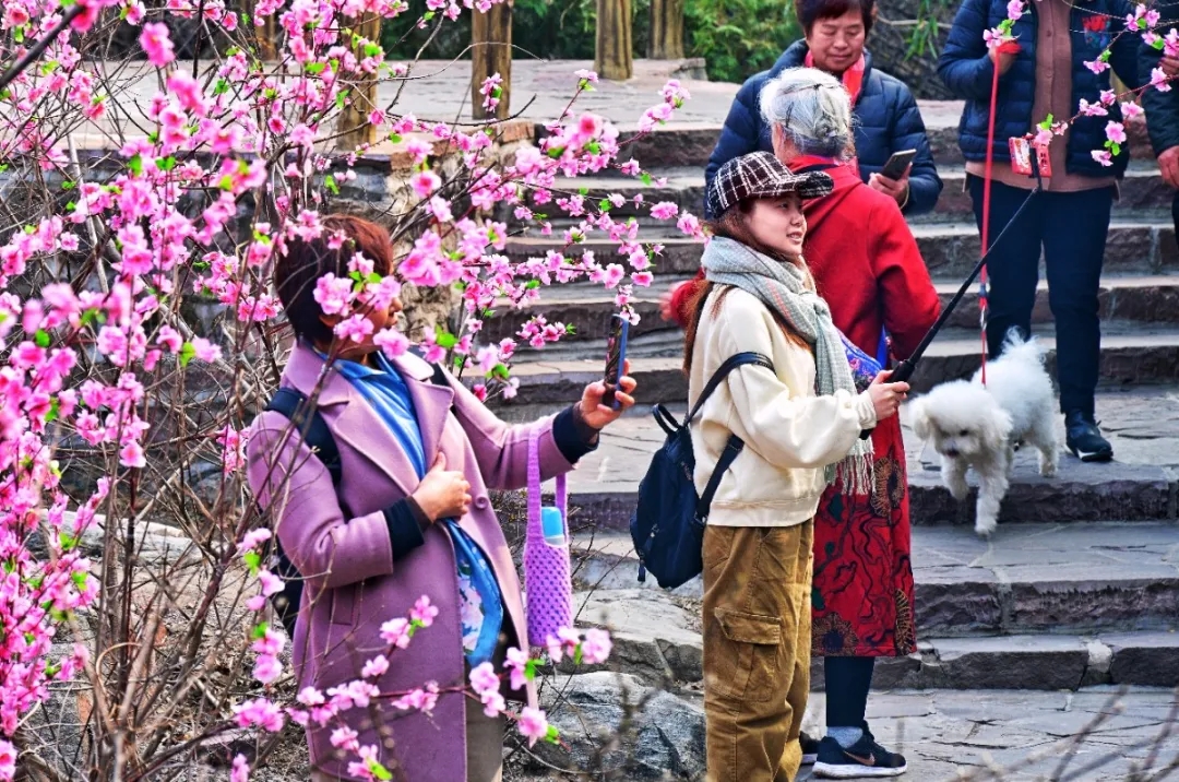 三八女神节所有女士免门票！当桃花遇上连翘，快和她一起来踏春赏花吧！