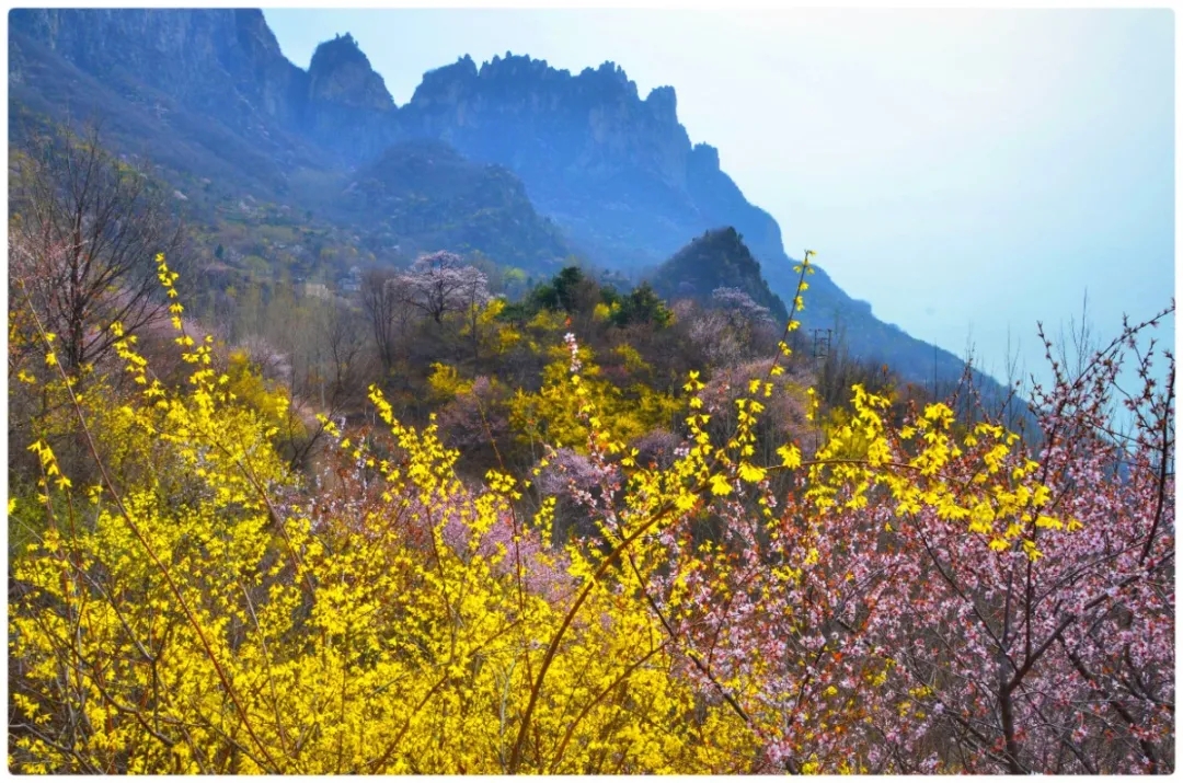 三八女神节所有女士免门票！当桃花遇上连翘，快和她一起来踏春赏花吧！