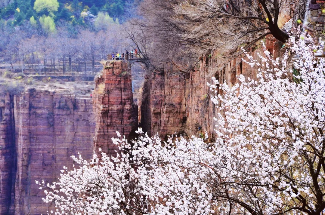 新乡南太行|林木迎风吐翠绿,春日郭亮斗芳菲! 新乡南太行|林木迎风吐翠绿,春日郭亮斗芳菲!