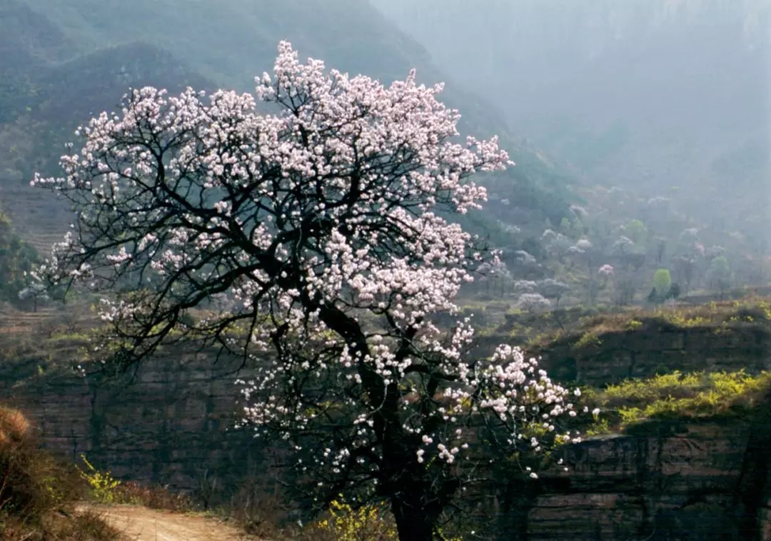新乡南太行|林木迎风吐翠绿,春日郭亮斗芳菲! 新乡南太行|林木迎风吐翠绿,春日郭亮斗芳菲!