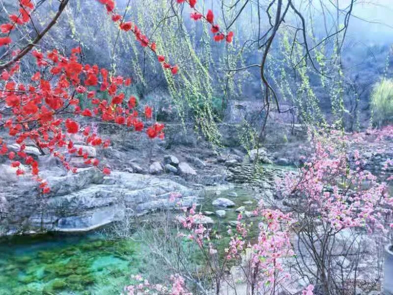 三月芳菲始，踏青正当时|一起来新乡南太行的“花花世界”劫个“色”