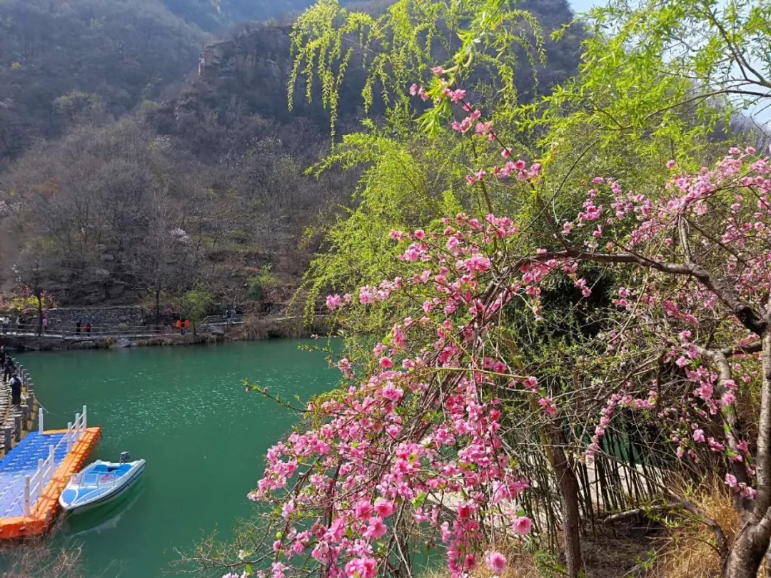 三月芳菲始，踏青正当时|一起来新乡南太行的“花花世界”劫个“色”