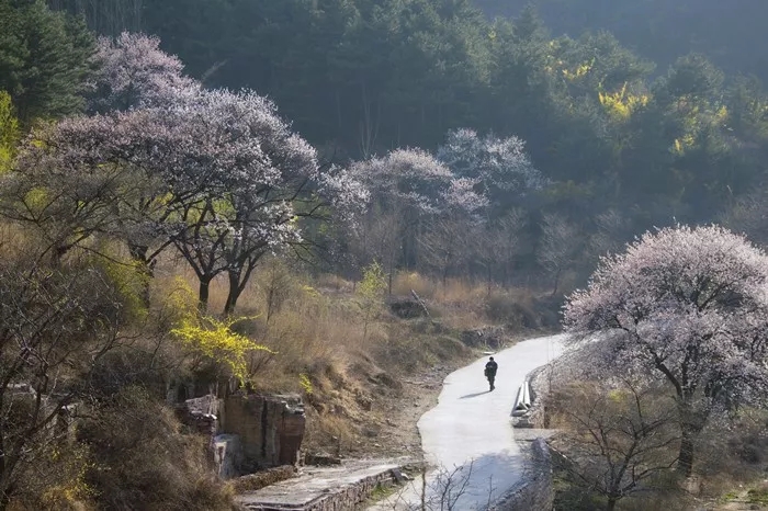 三月春花烂漫 带你感受南太行的春日