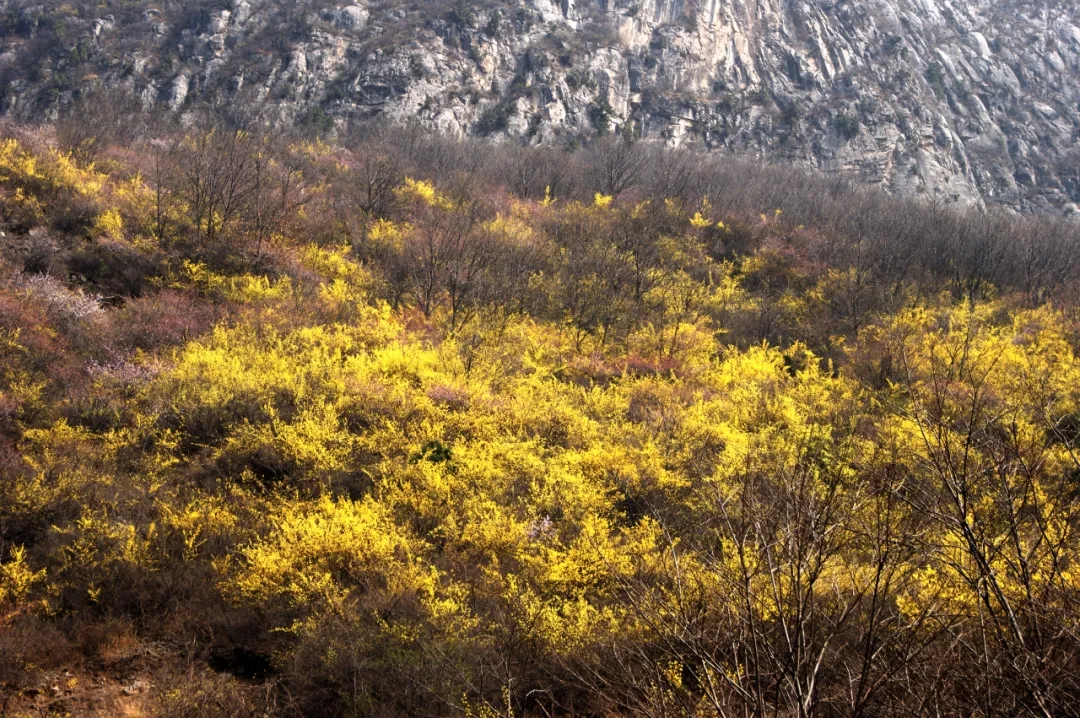 女神节优惠|当连翘绽放遇上桃花盛开，春日的关山美不胜收！