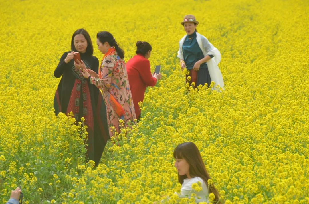 新乡南太行百名旅游大使打卡冀屯向阳花海，助力乡村文旅发展