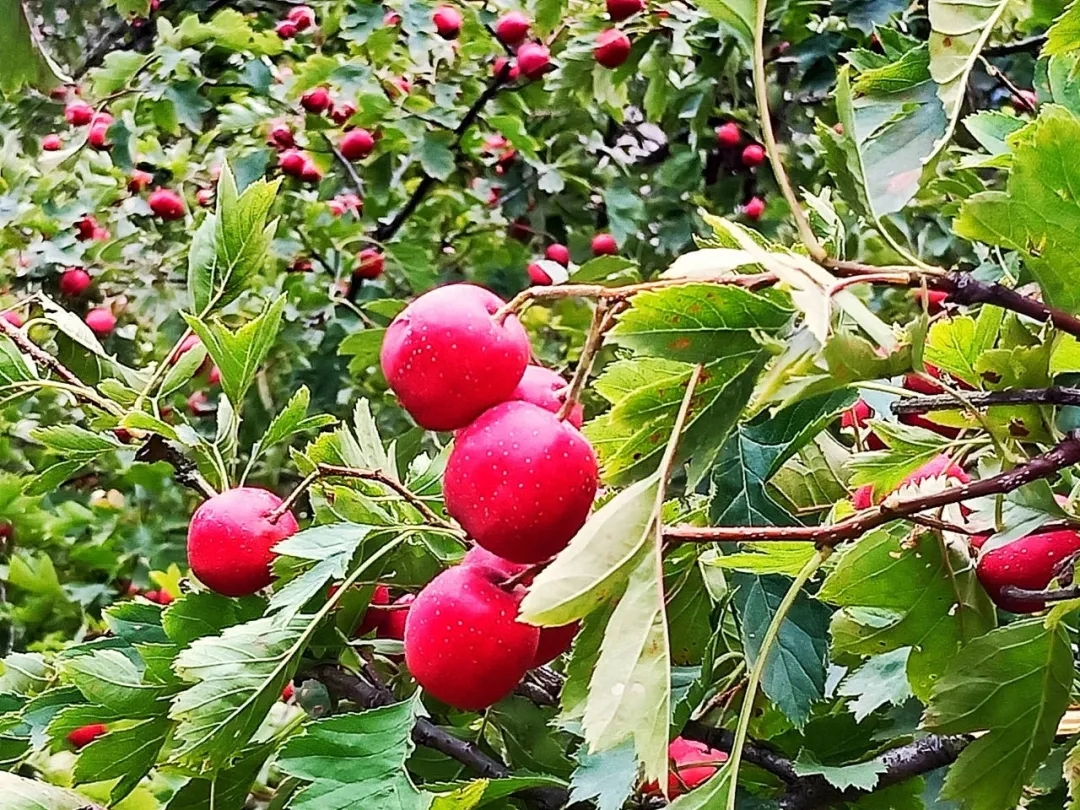 抓住十月的小尾巴，一起来一场秋季旅行吧~