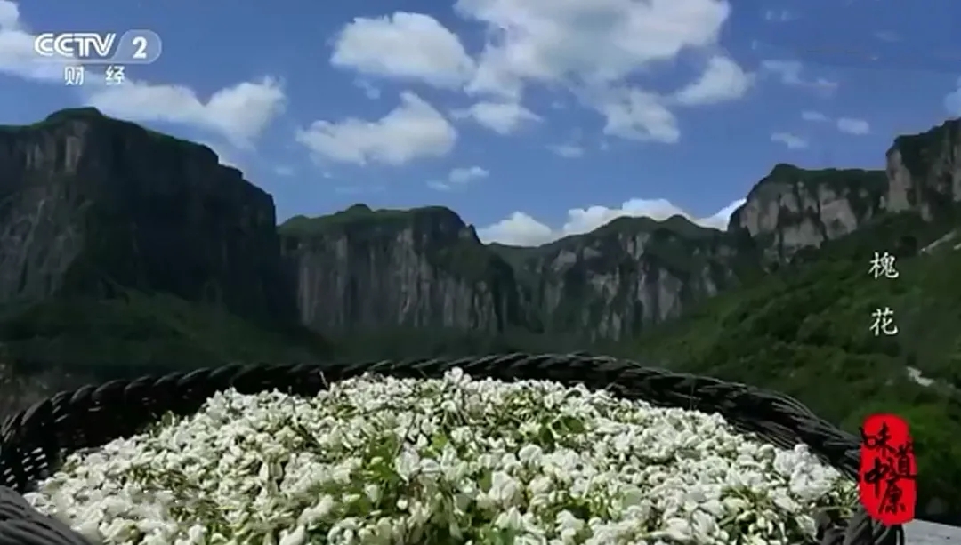 火了！央视《味道中原》聚焦关山槐花，这一定是你心动的太行味道