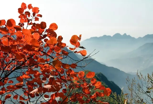 万仙山|霜叶红于二月花