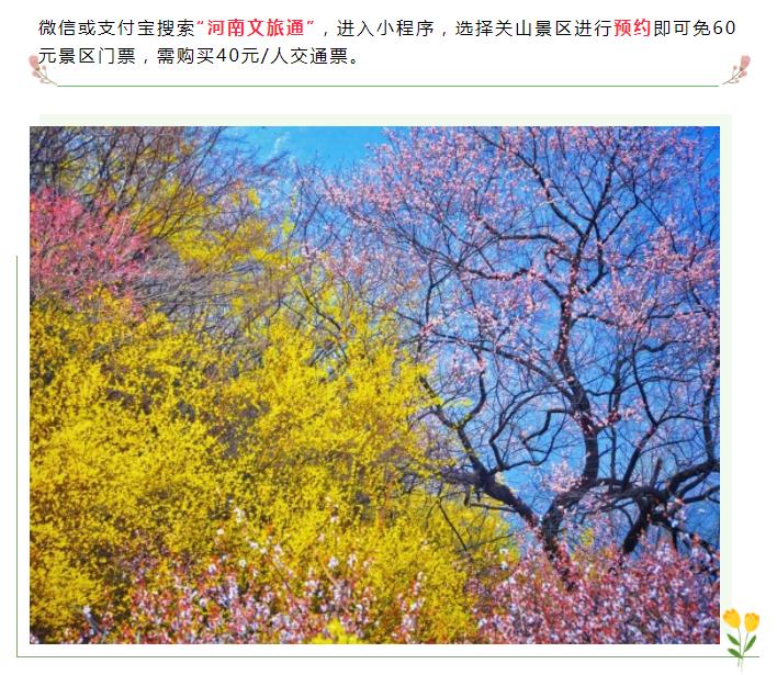 关山景区免门票！关山连翘花节即将盛大开启！