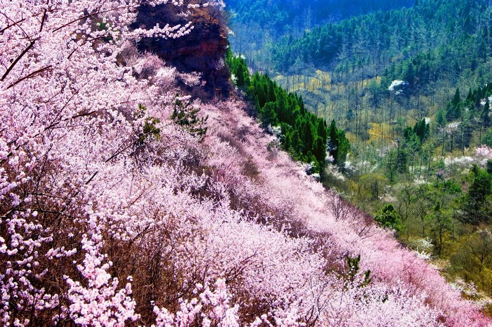 关山景区免门票！关山连翘花节即将盛大开启！