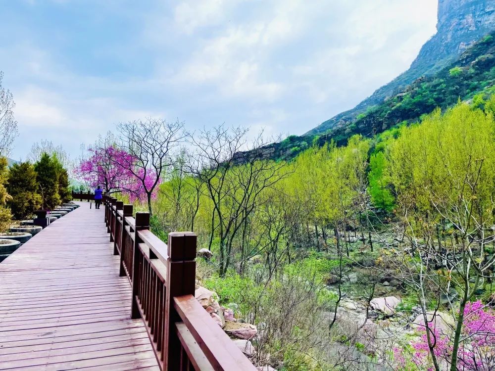 关山景区免门票！关山连翘花节即将盛大开启！