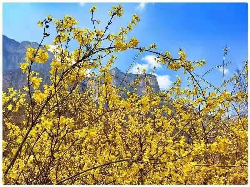 关山景区免门票！关山连翘花节即将盛大开启！