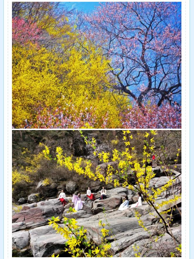 新乡南太行|与春风同行，一起来踏春赏花~