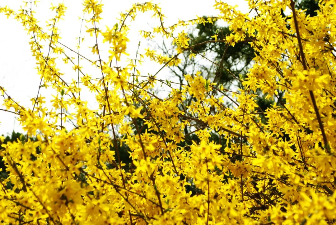 “翘”首以盼|关山连翘花节大剧透！