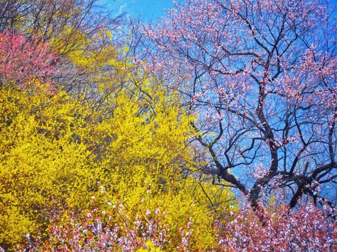 “翘”首以盼|关山连翘花节大剧透！