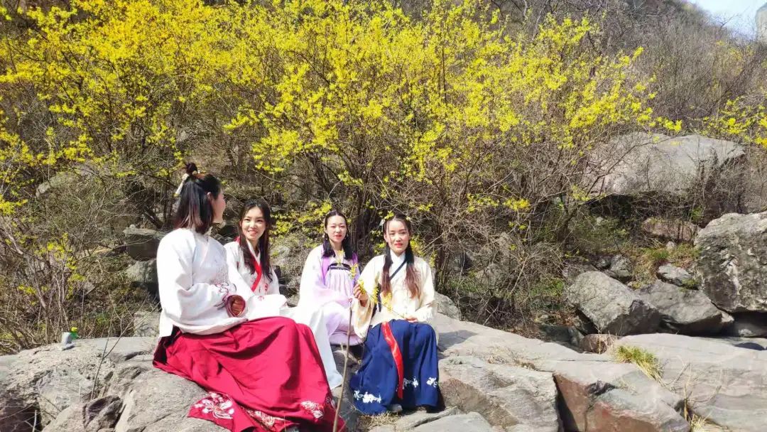 “翘”首以盼|关山连翘花节大剧透！