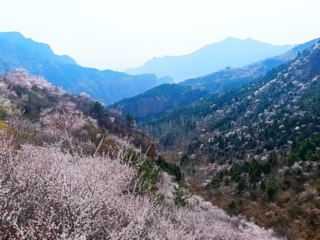 @所有女神，豫北地区最大鲜花地毯盛装亮相，喜迎三八女神节！