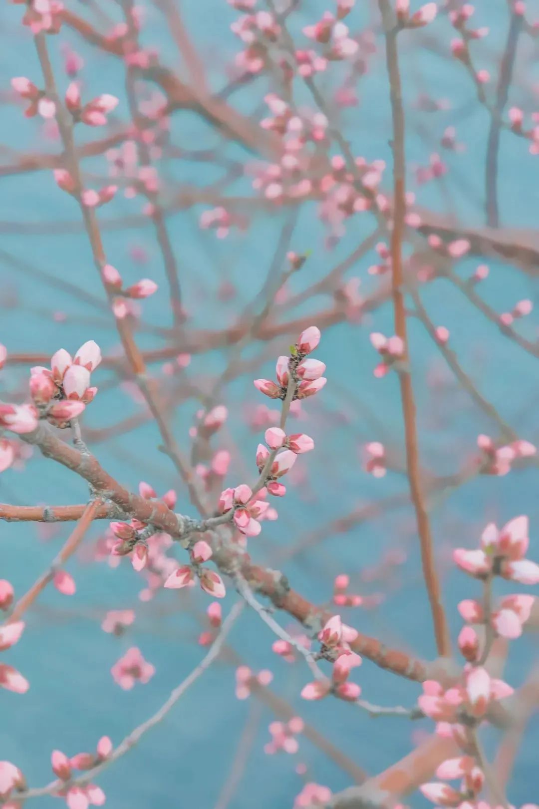 万仙山|3月，看桃花来这里就对了！